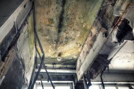 Why You Should Choose Our Mold Remediation Services in Scotts Hill, TN